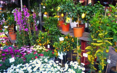 1er mai marché au fleurs